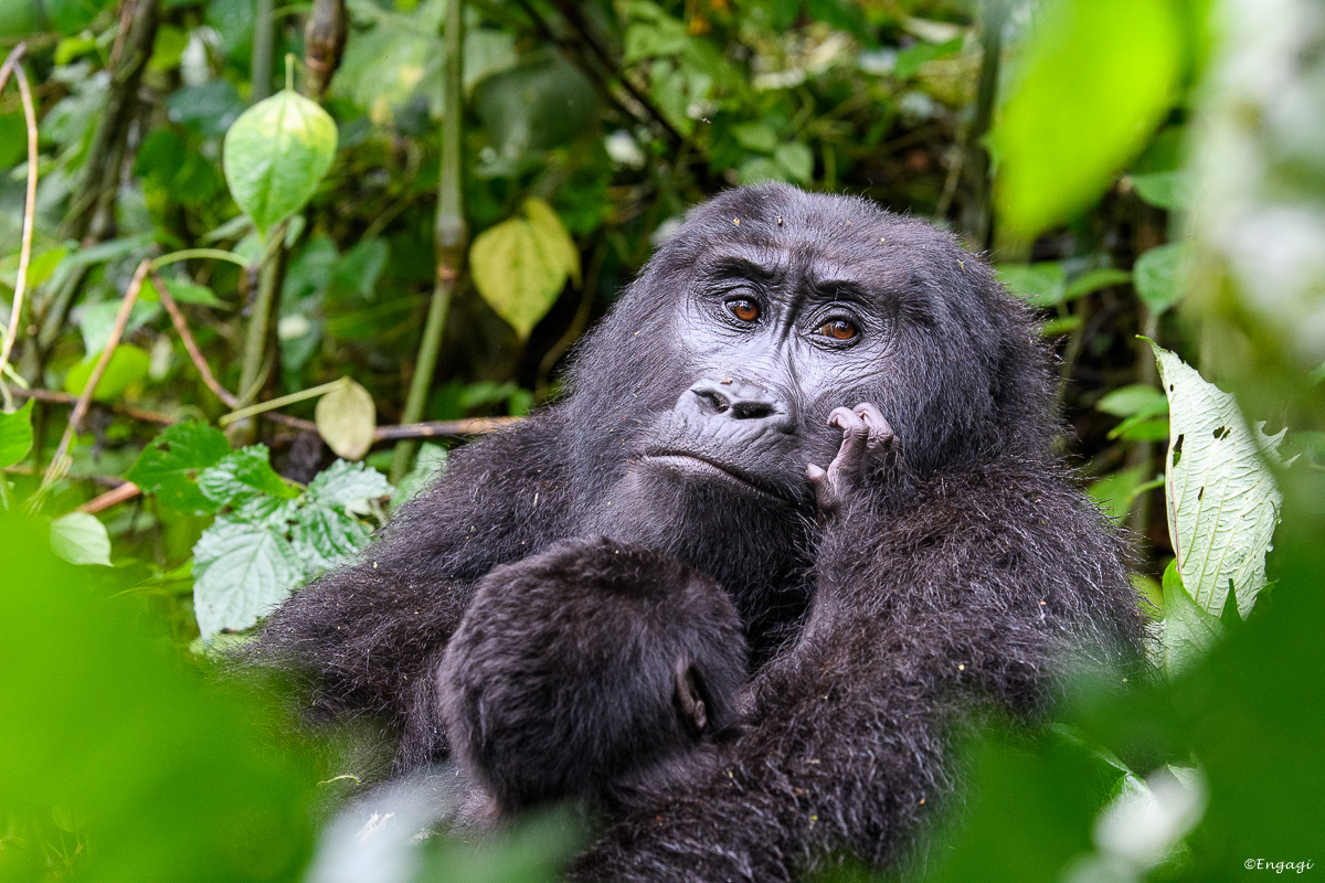 Uganda%201901.jpg