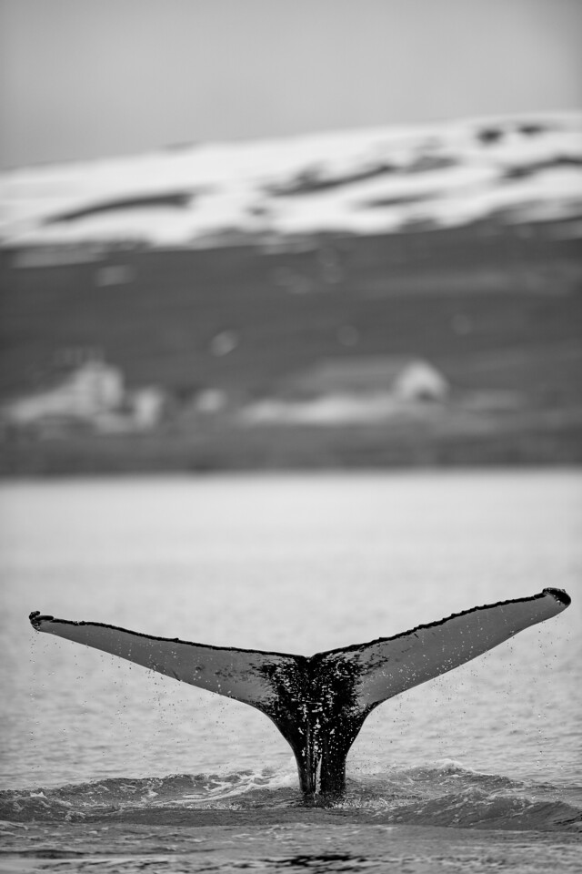 DSC_9341-X2.jpg