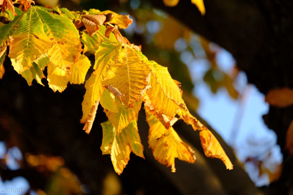 DSCF0560.jpg