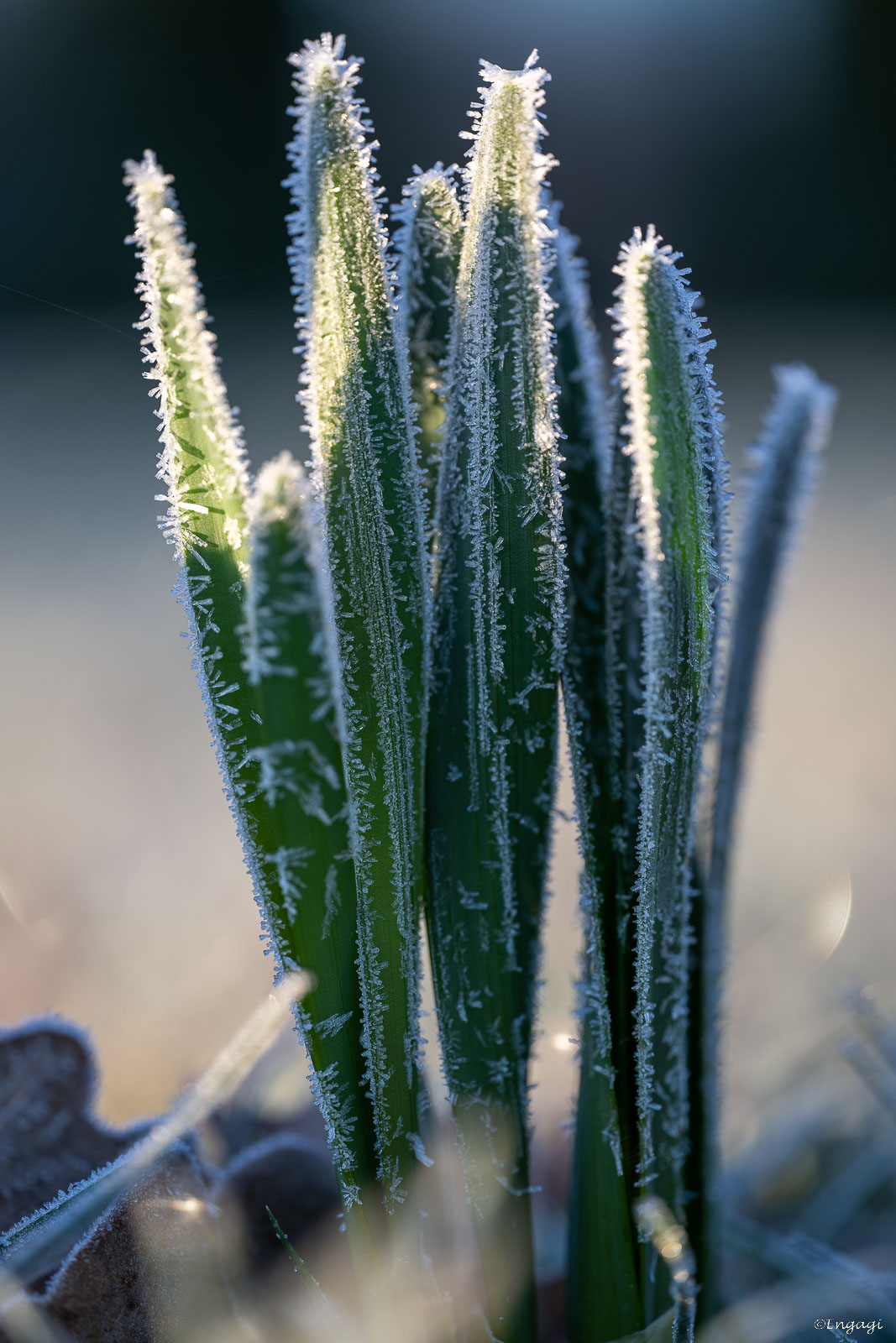 DSC_6066.jpg