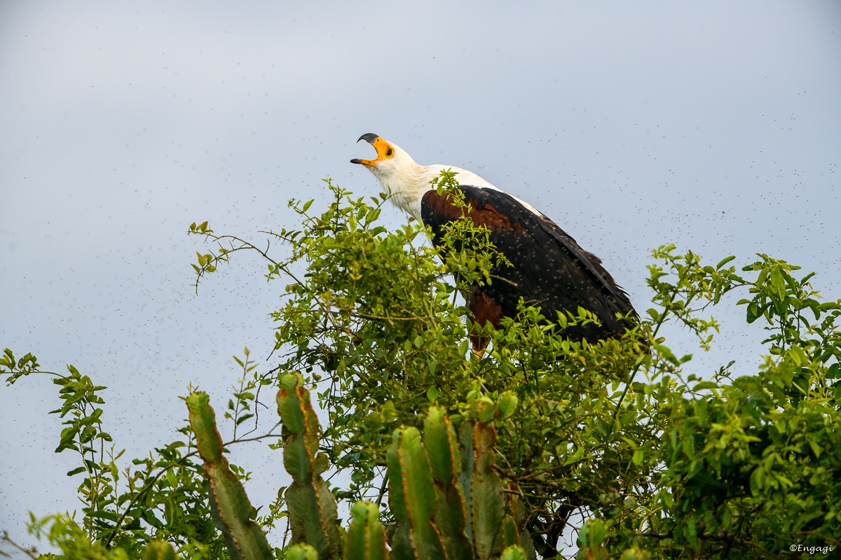 Uganda%201467.jpg