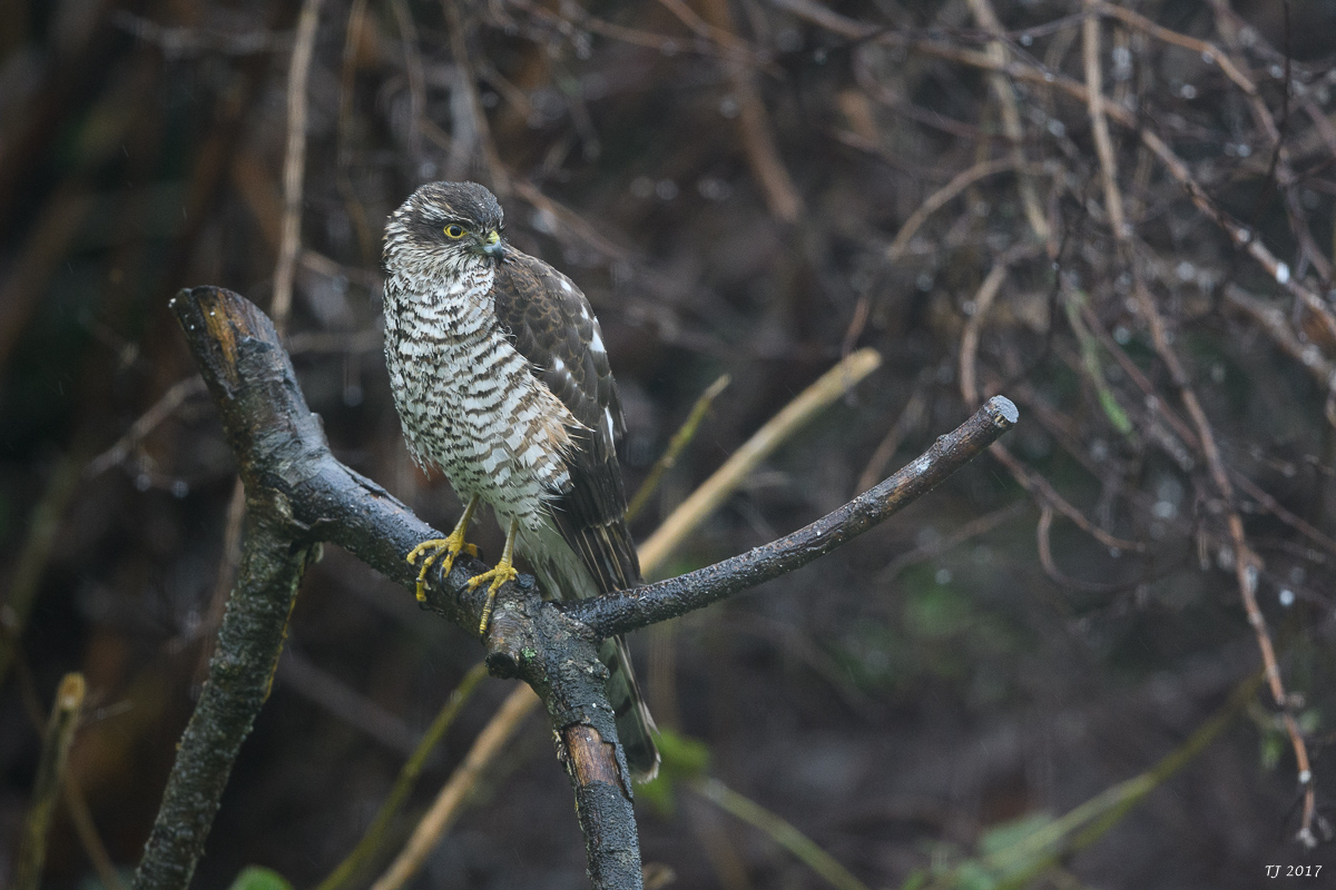 DSC_3221.jpg