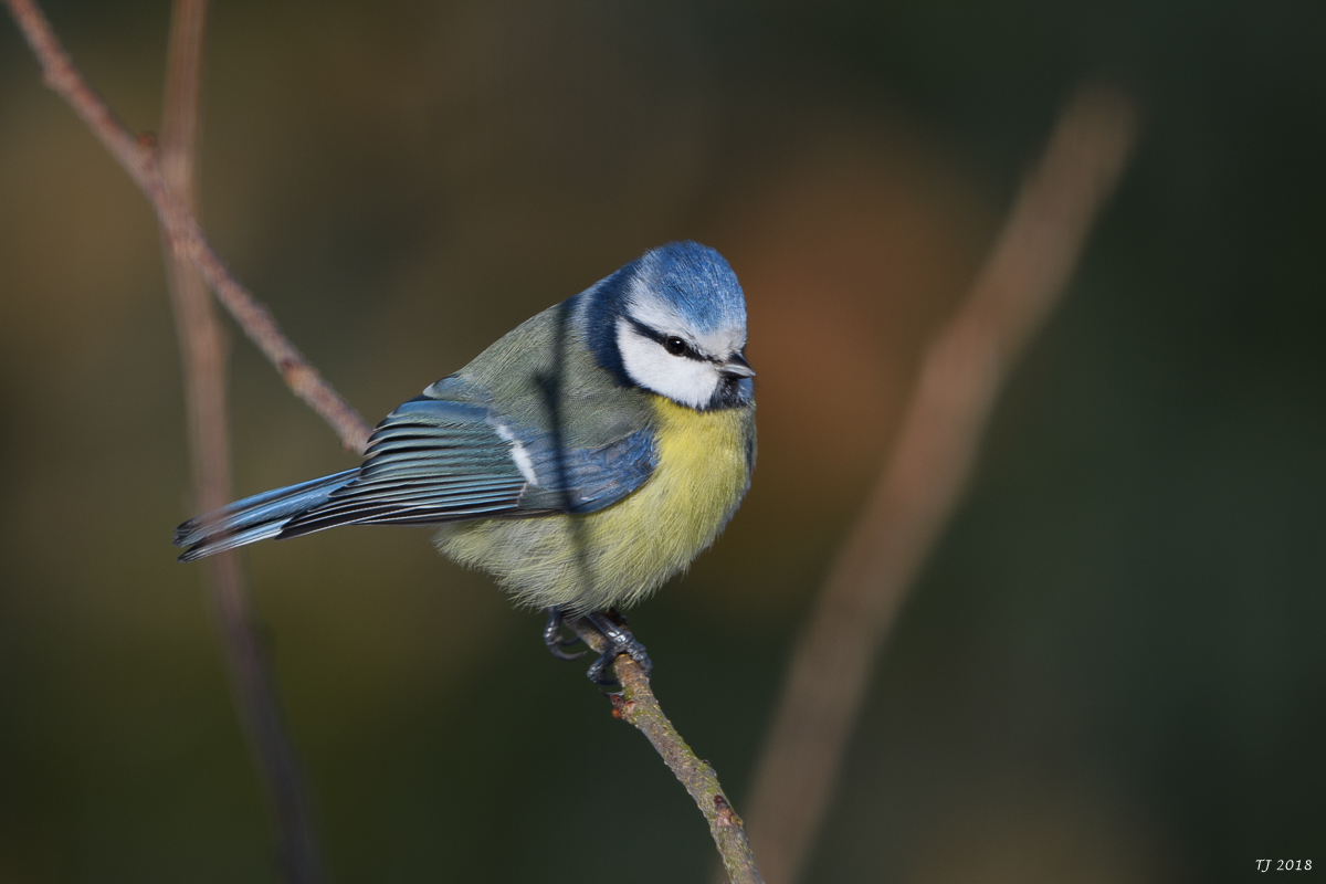 DSC_3598.jpg