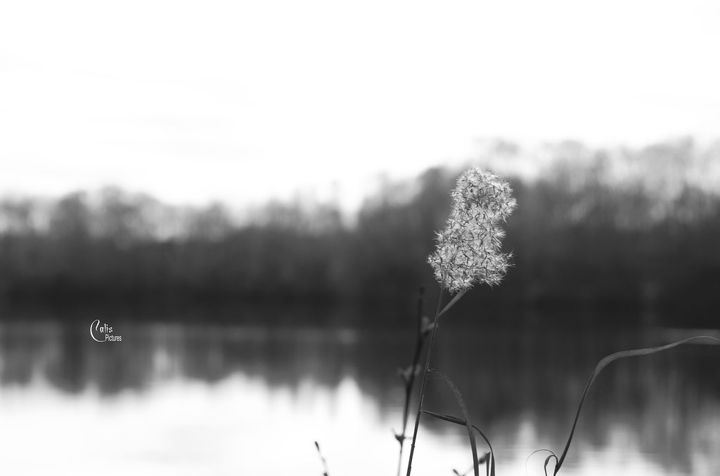 17134679776_b7ce1175a5_b.jpg