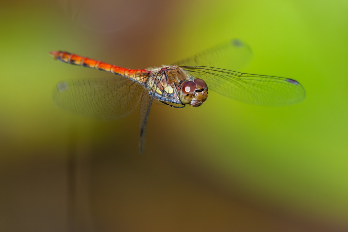 20260904_NZ9_0854_DPXNF.jpg