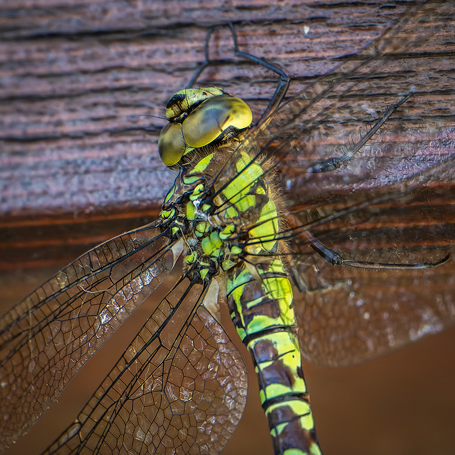 20250904_NZ9_0501_DPXNF.jpg