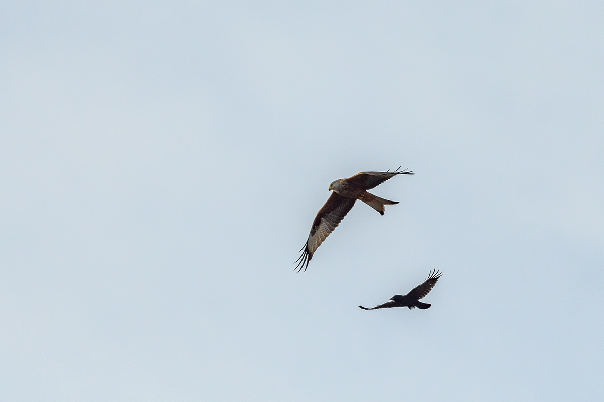 20201123_D500_2749NF.jpg