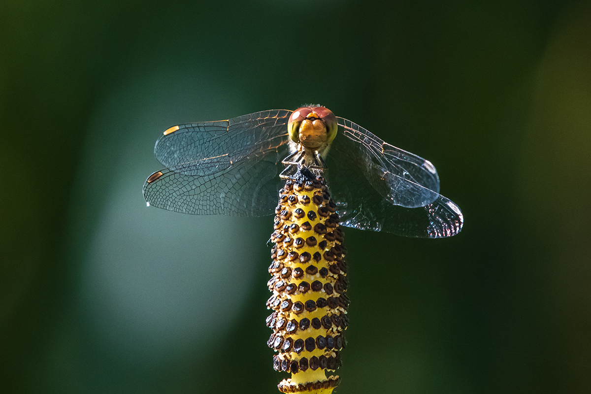 20200909_D500_0512NF.jpg