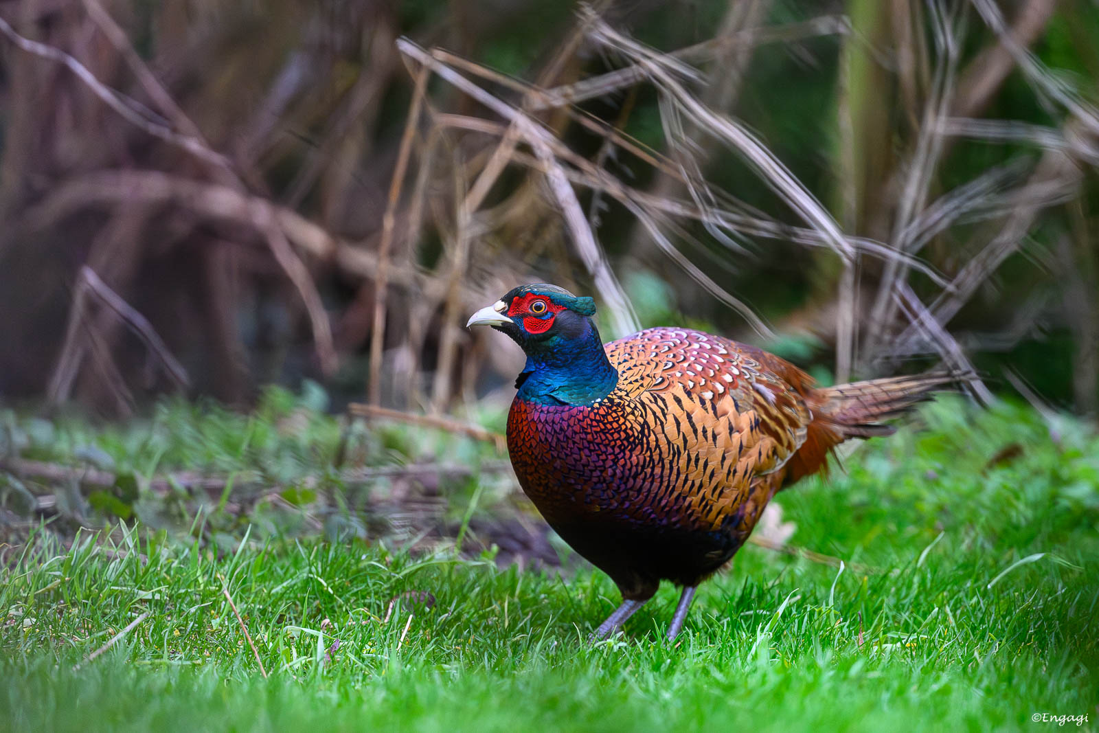 DSC_5627.jpg