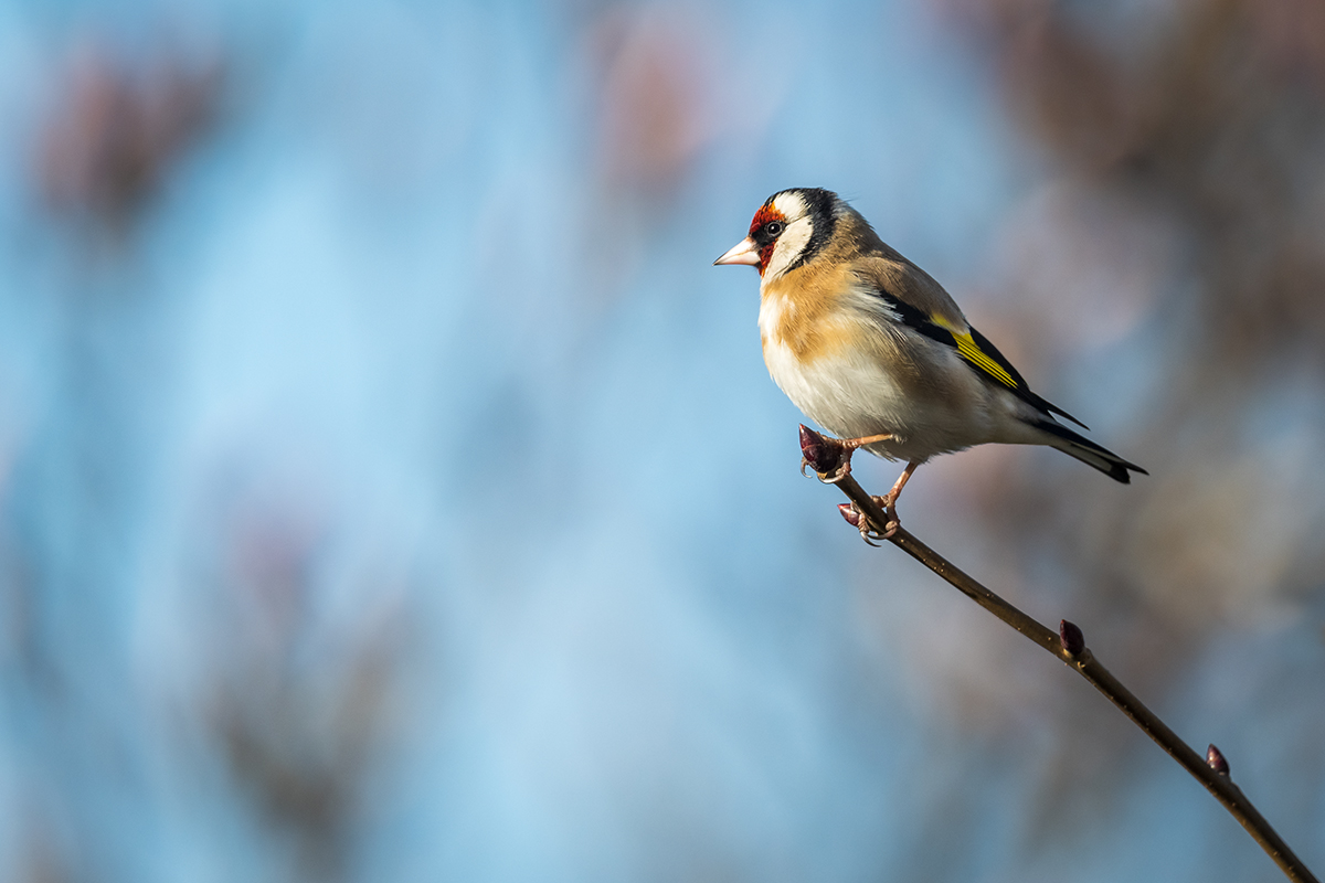 20210328_D850_2236NF.jpg