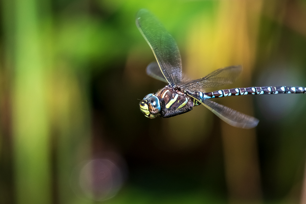 20200911_D500_1109NF.jpg
