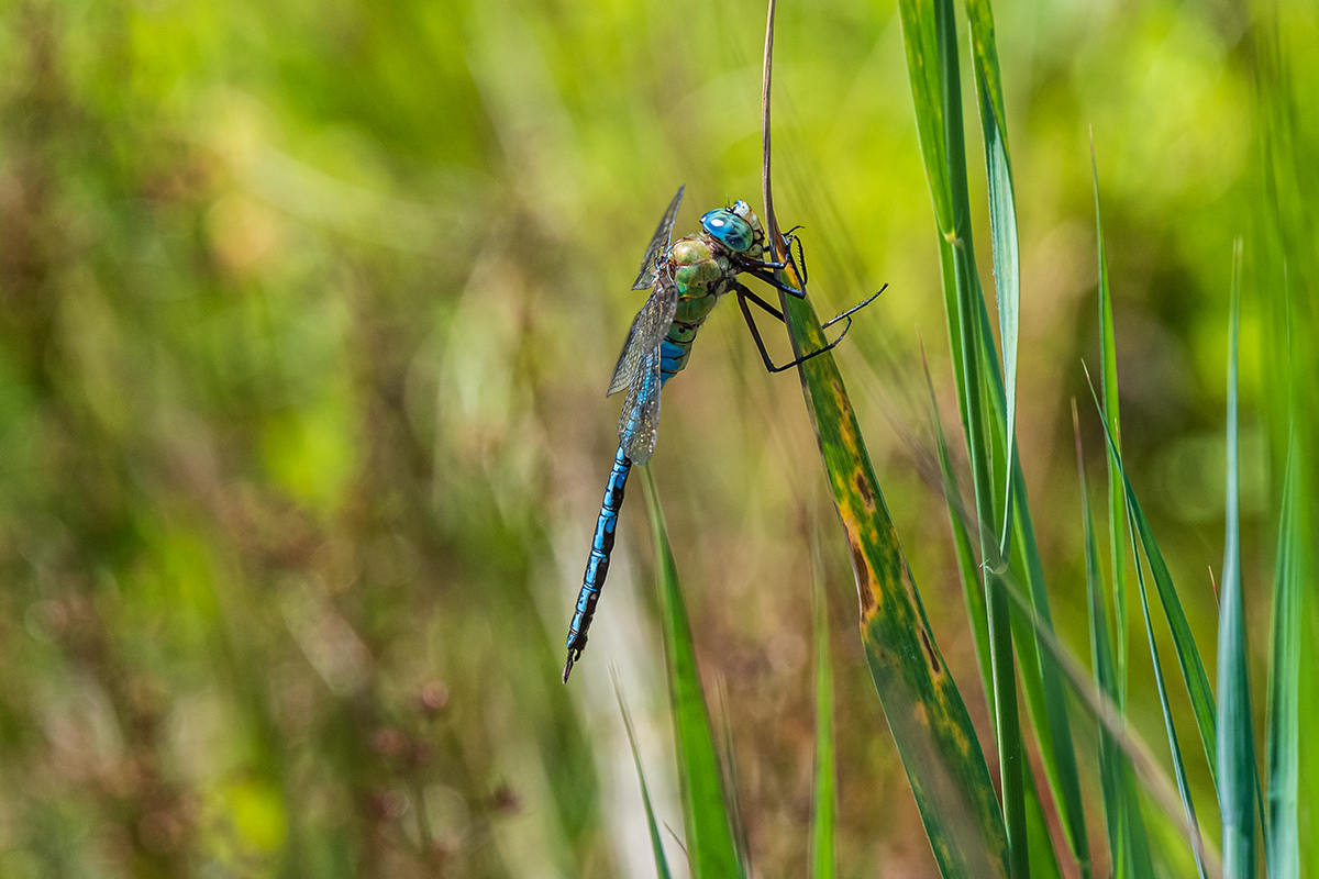 20190704_D500_0054NF.jpg