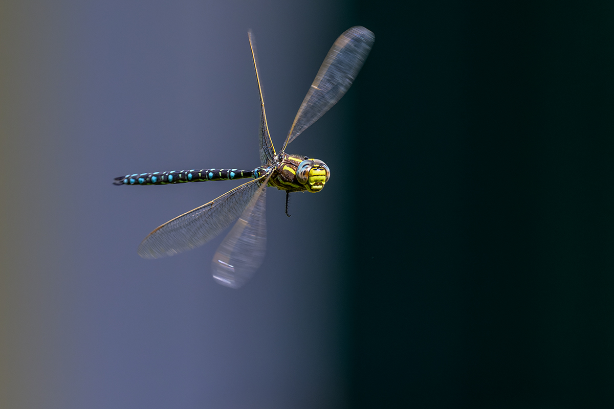 20220801_NZ9_0002_DxONF.jpg