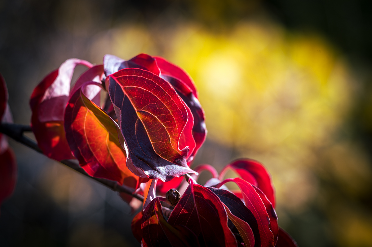 20201026_NZ6_2443NF.jpg