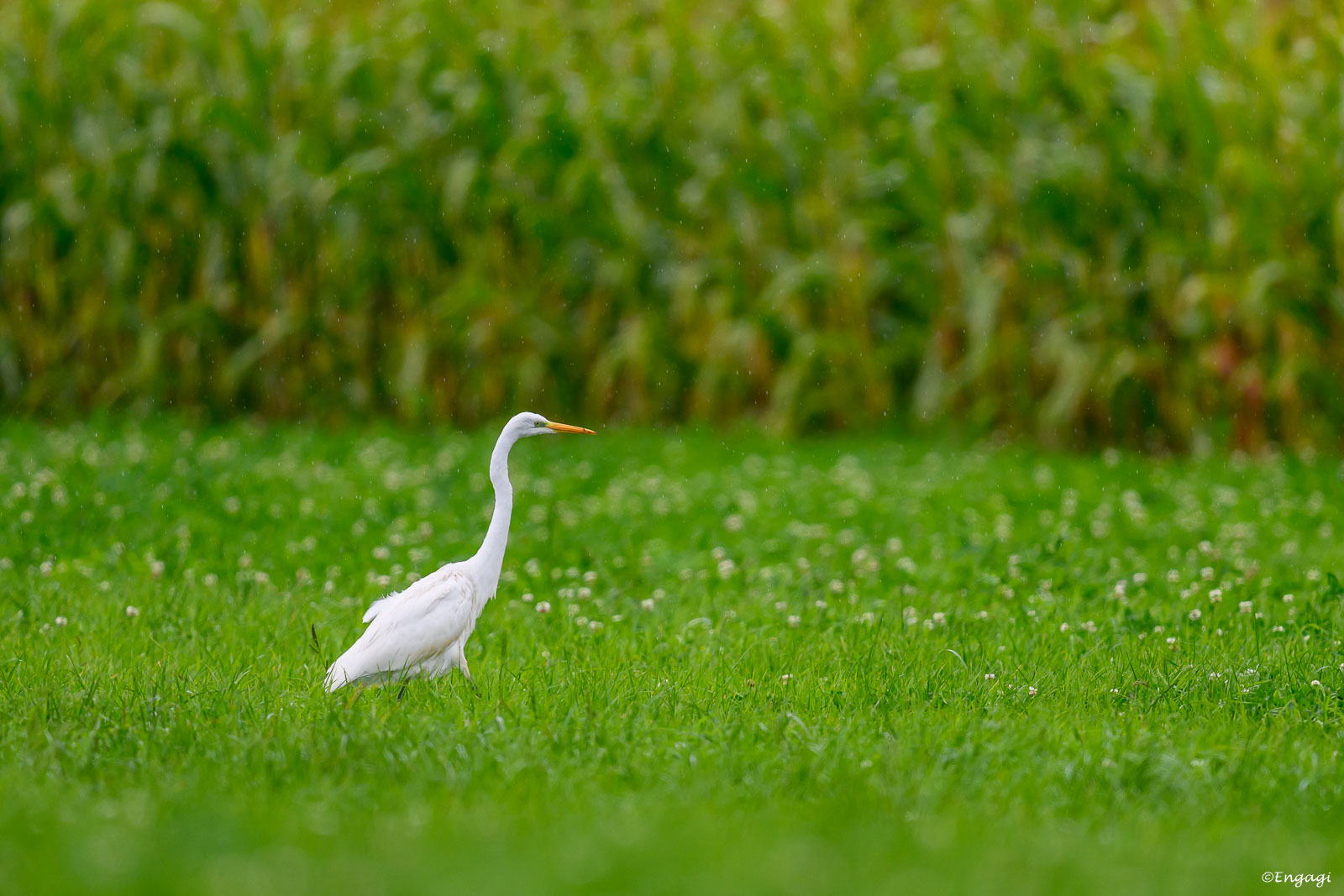 DSC_0786.jpg