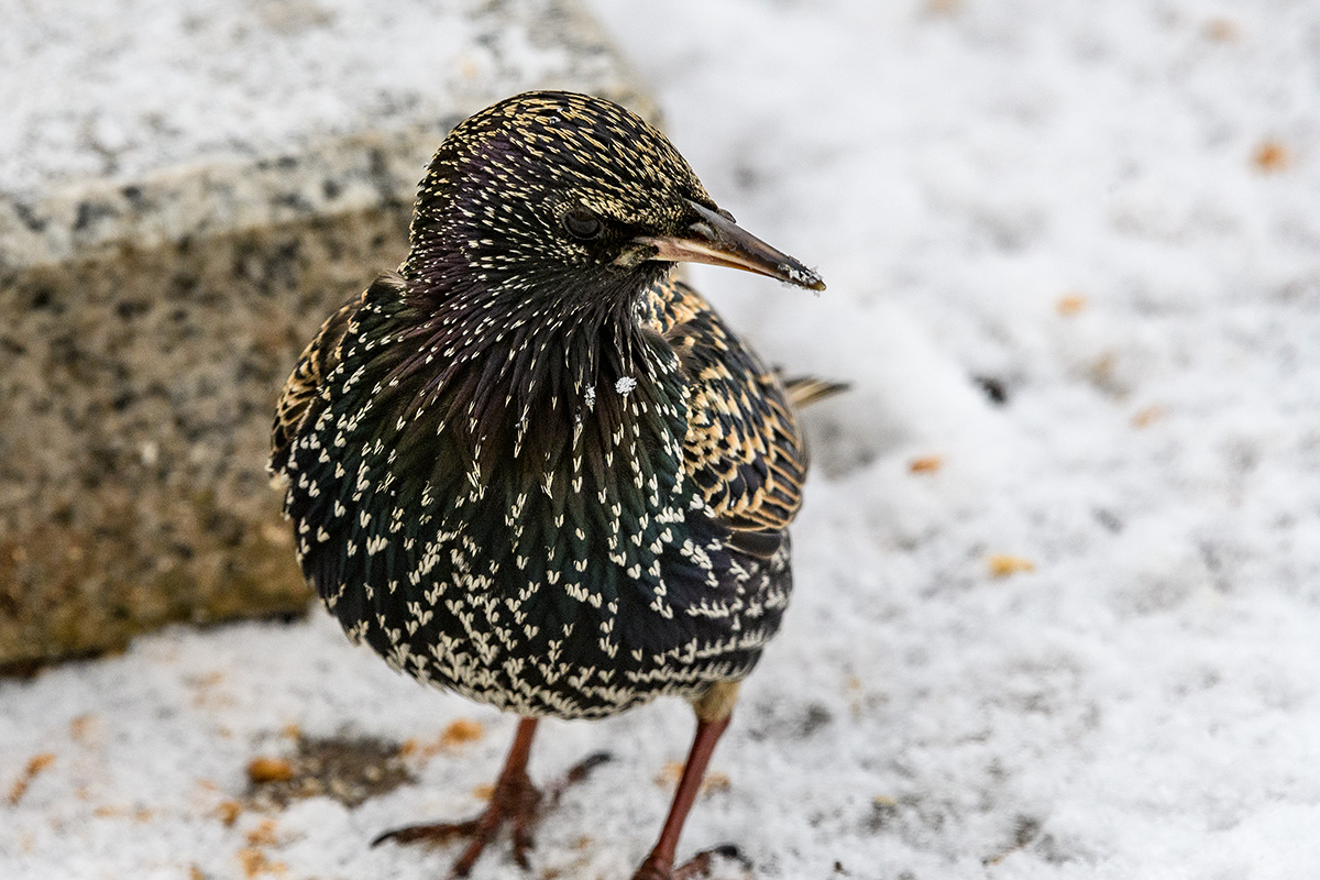 20180213_D500_0043NF.jpg