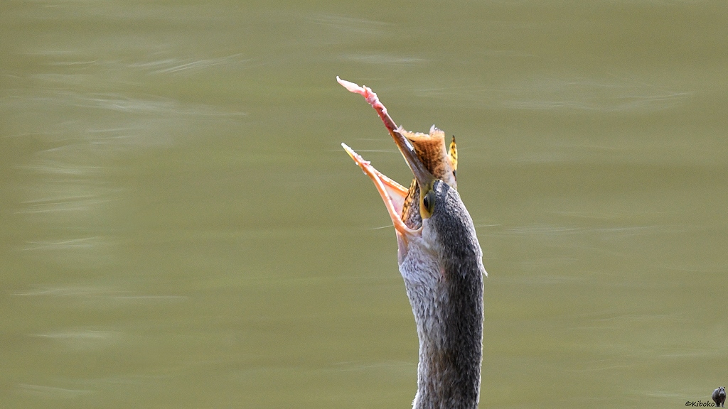 Schlangenhalsvogel schluckt Fisch