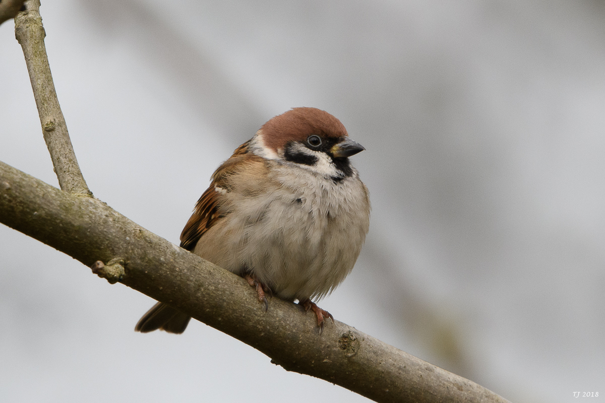 DSC_6777.jpg