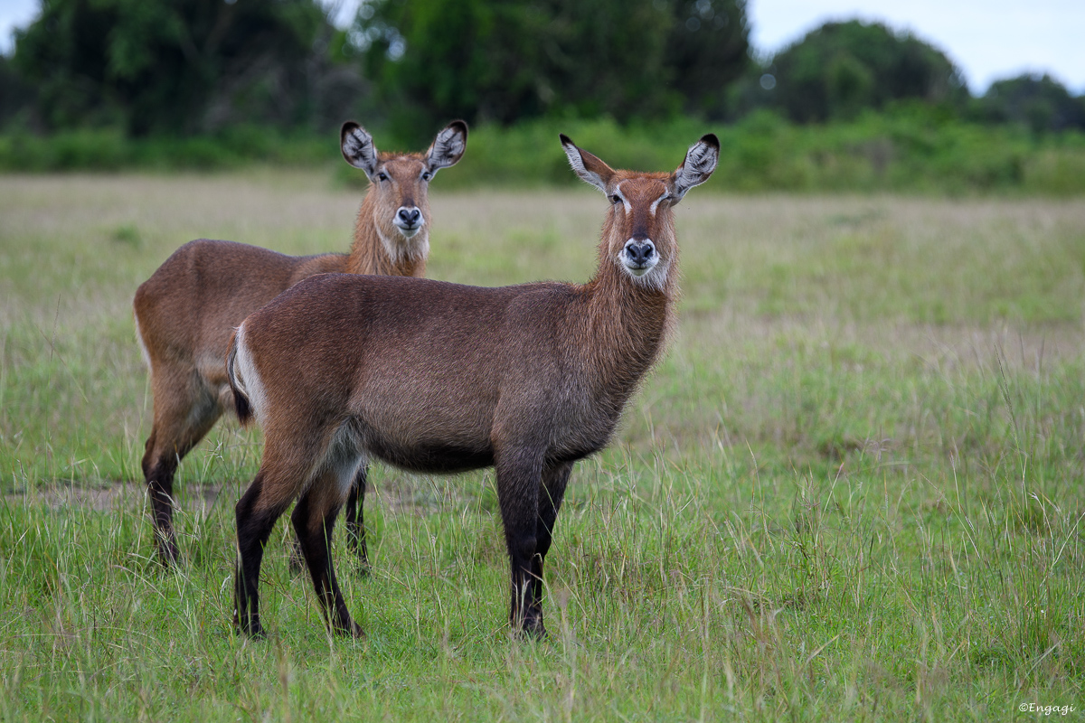 Uganda%201363.jpg