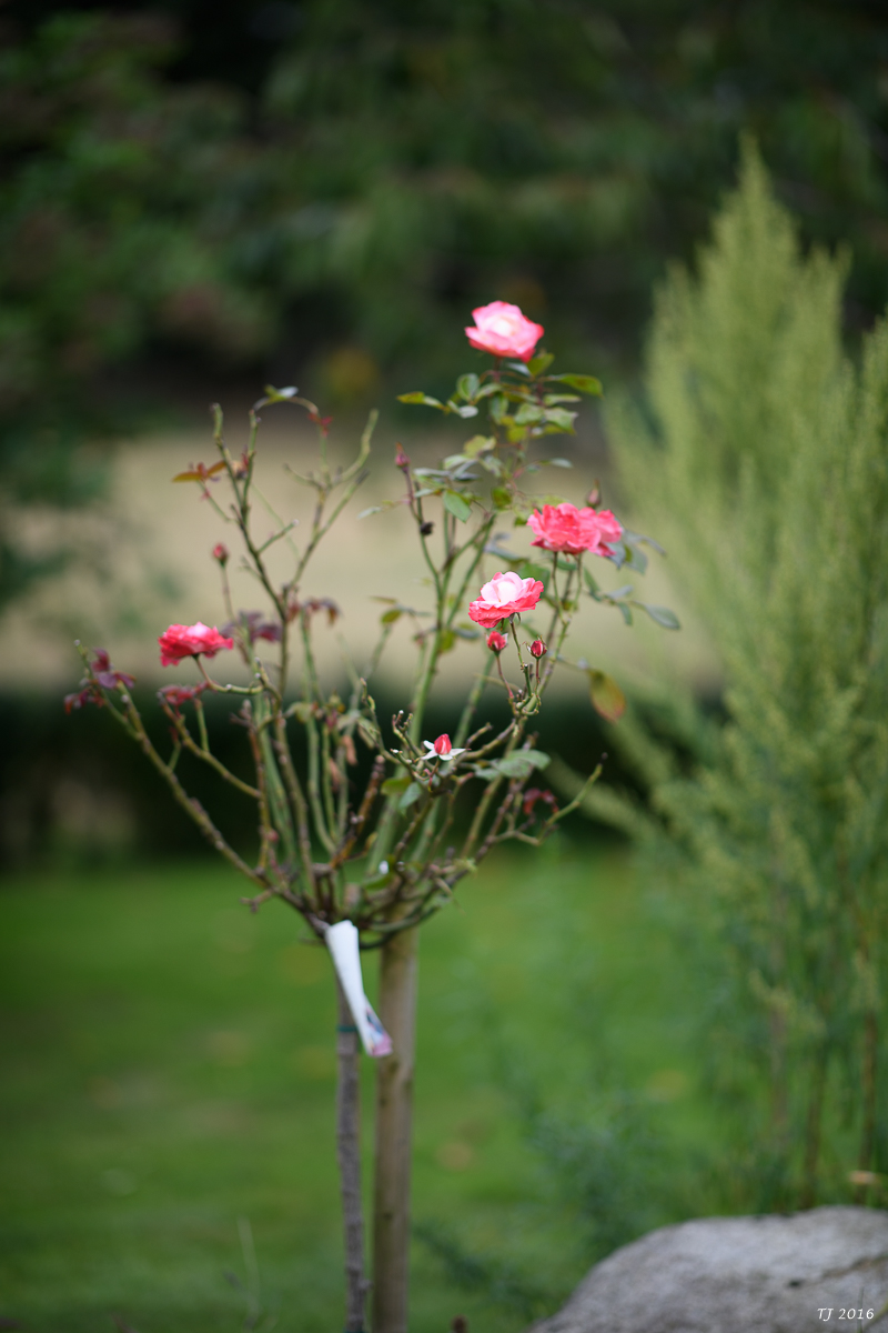 DSC_3219.jpg