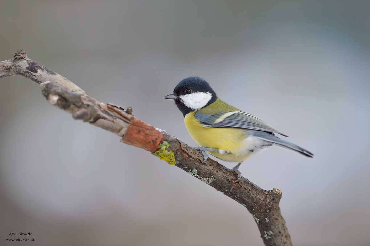 20130210_0044_NX_1200Px.jpg