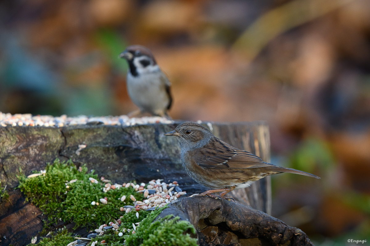 DSC_7839.jpg