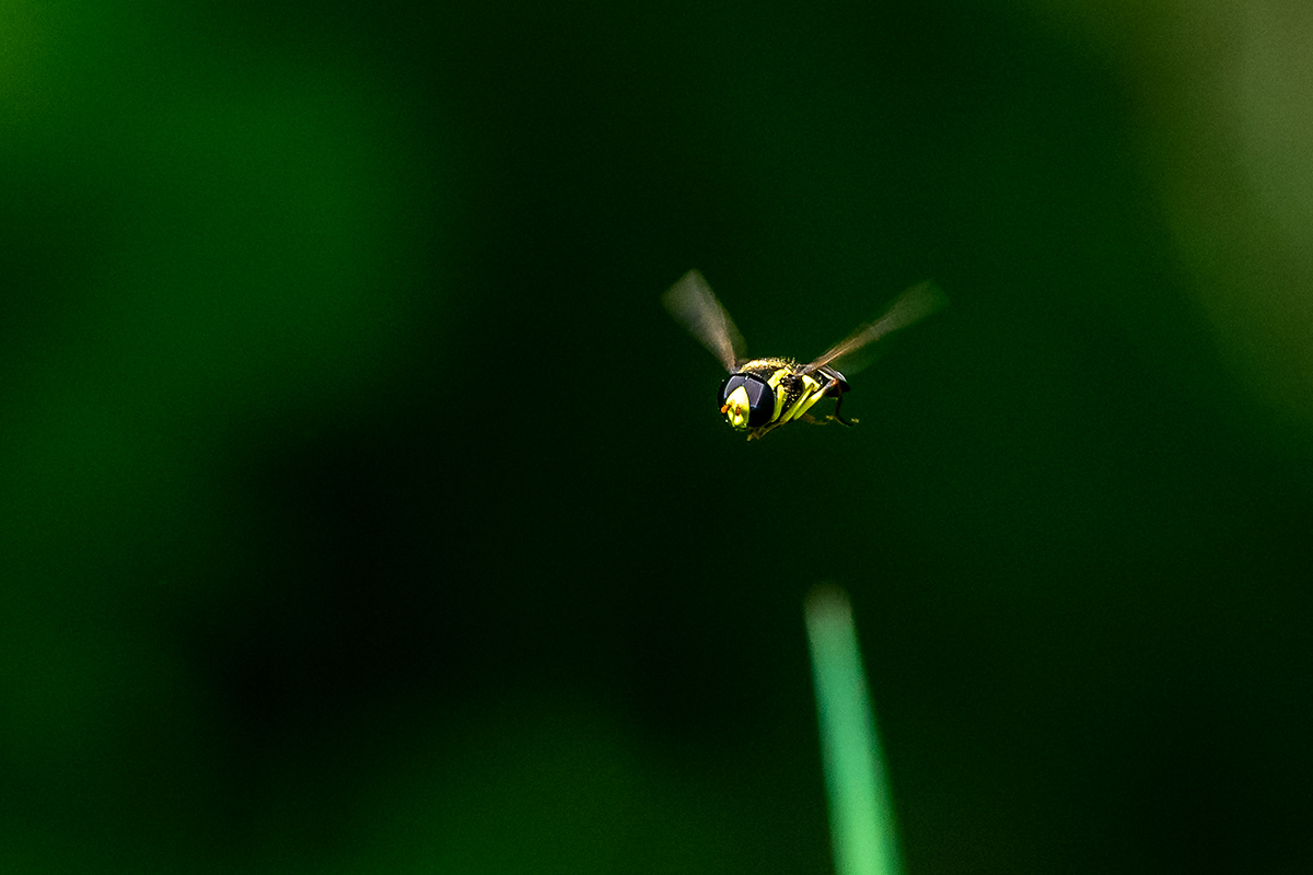 20180508_D500_1822NF.jpg