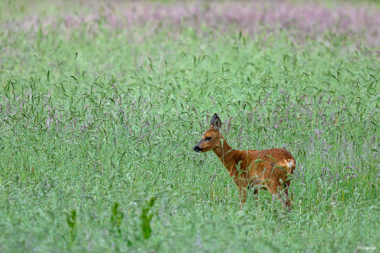DSC_1312.jpg