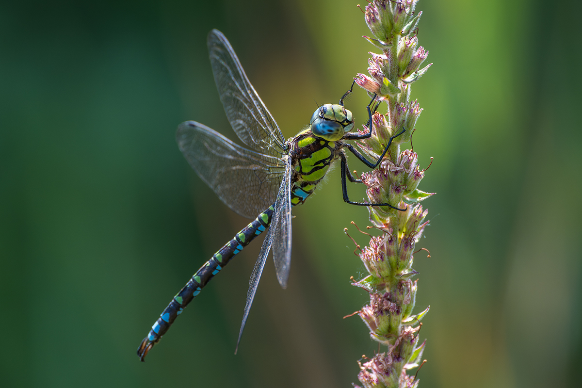 20220815_NZ9_2283_DPNF.jpg