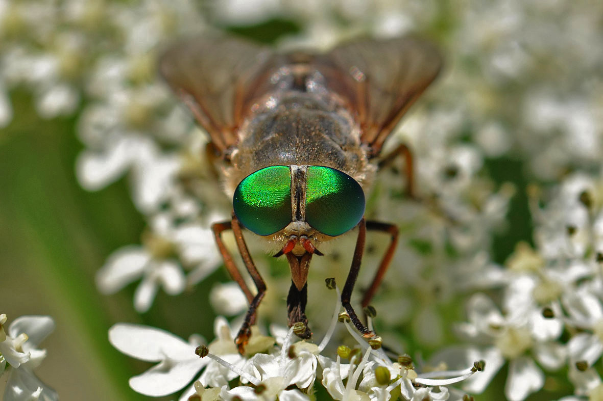 philipomyia_aprica2.jpg