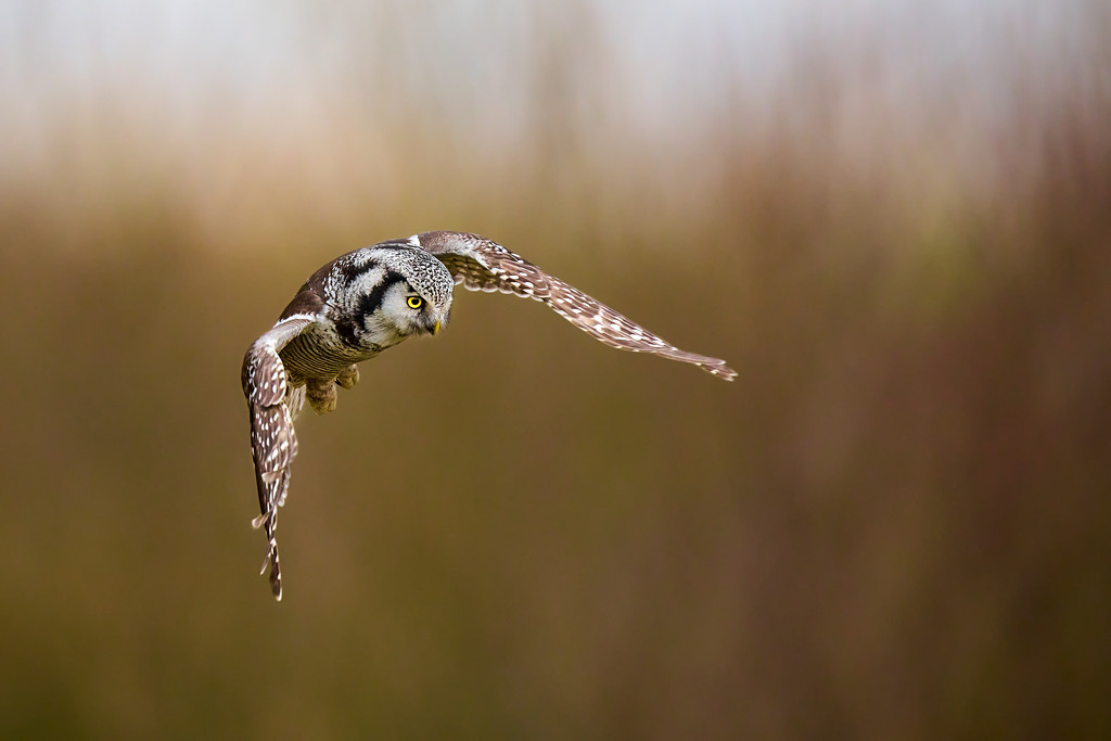 DSC_3248%201-XL.jpg