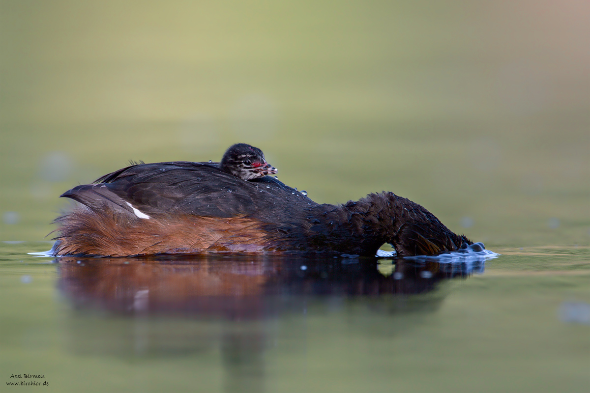 20120710_0406_PS_1200Px.jpg