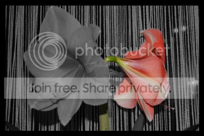 blume01.jpg