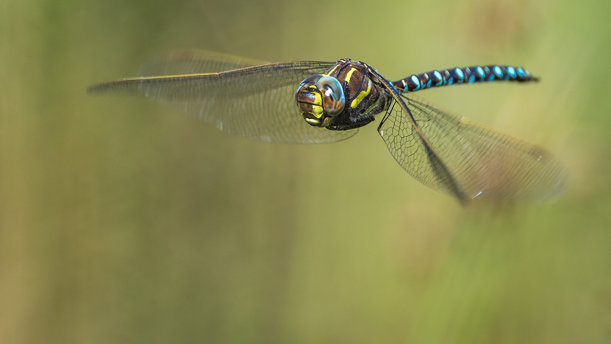 20240904_NZ8_1278w_DPNF.jpg