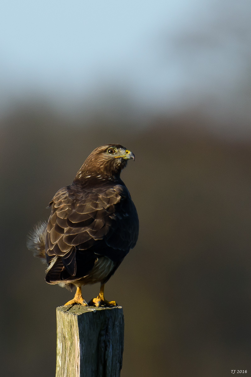DSC_3487.jpg