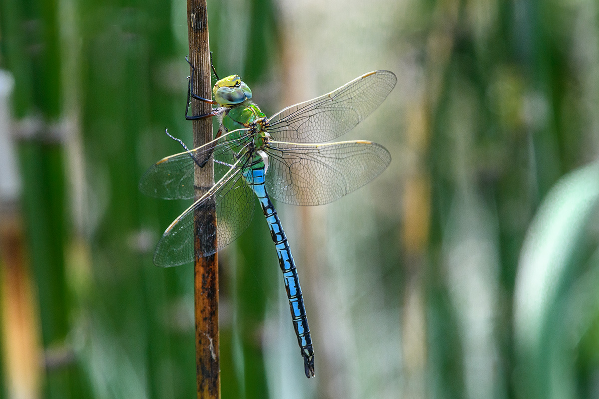 20180525_D500_4604NF.jpg