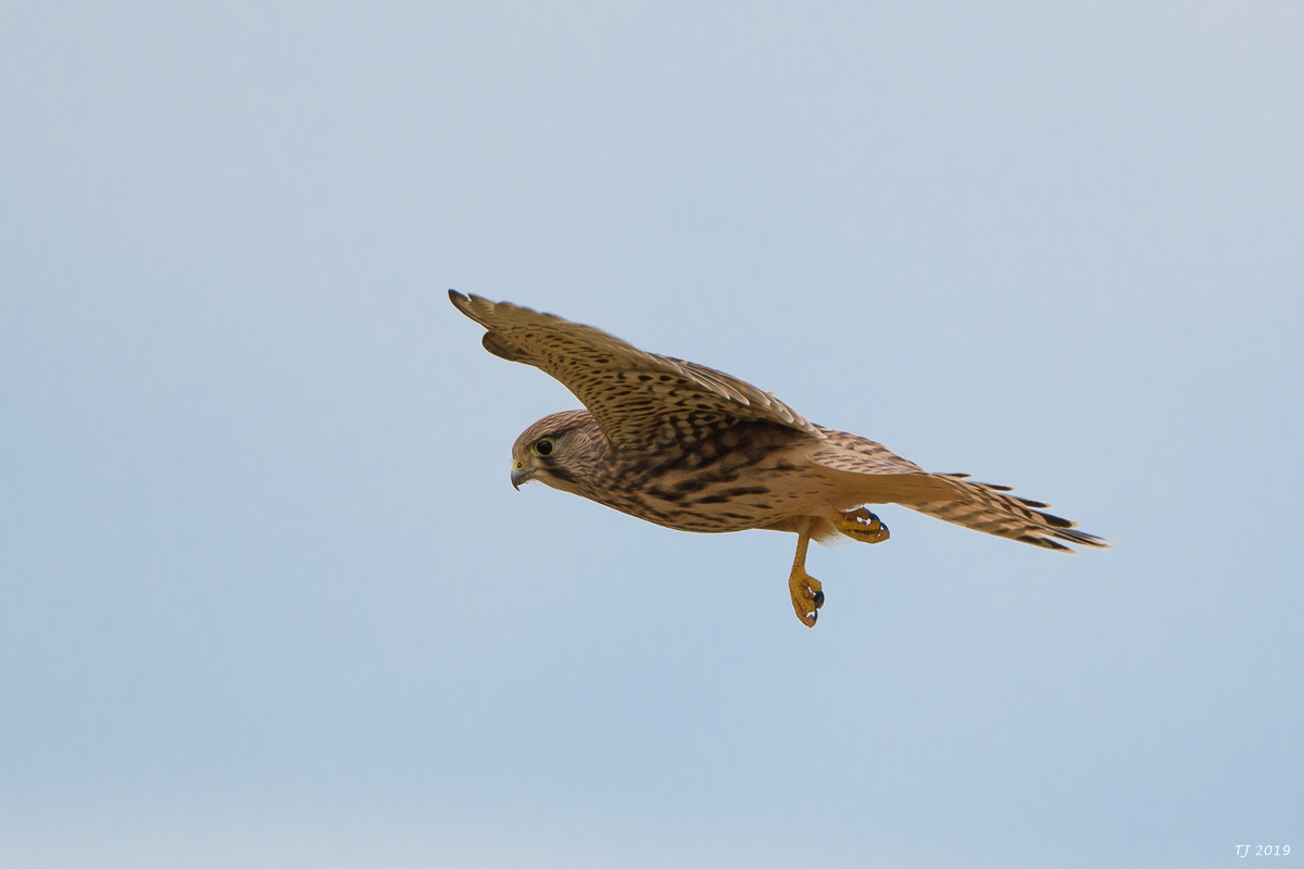DSC_8532.jpg
