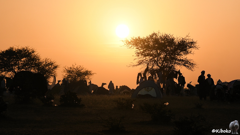 Das Bild zeigt den Sonnenaufgang mit orangen Himmel. Daruner sind Iglu-Zelte, trockene Bäume mit aufgehängter Kleidung, einzelne Menschen, Dromedare und herumliegender Plastikmüll der im Sonnelicht leuchtet.