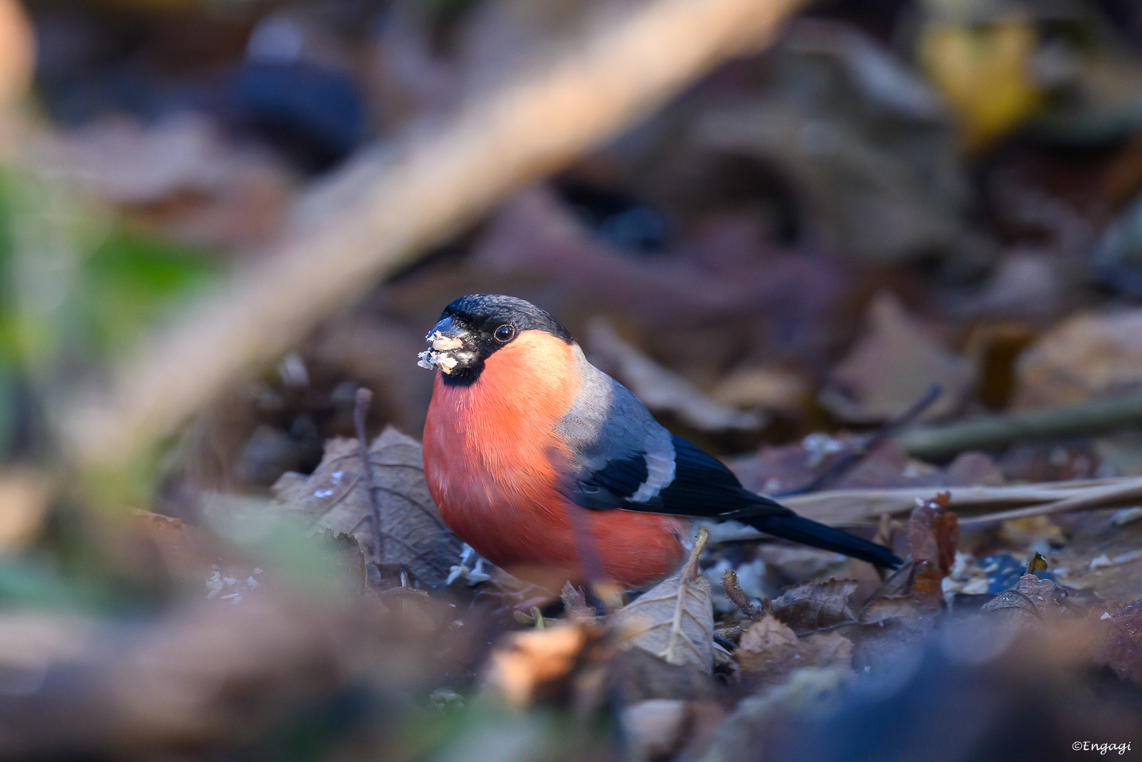 DSC_3499.jpg