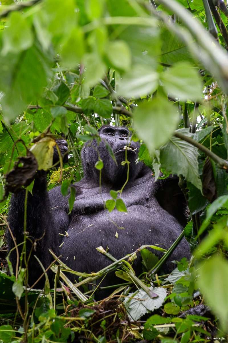Uganda%201998.jpg