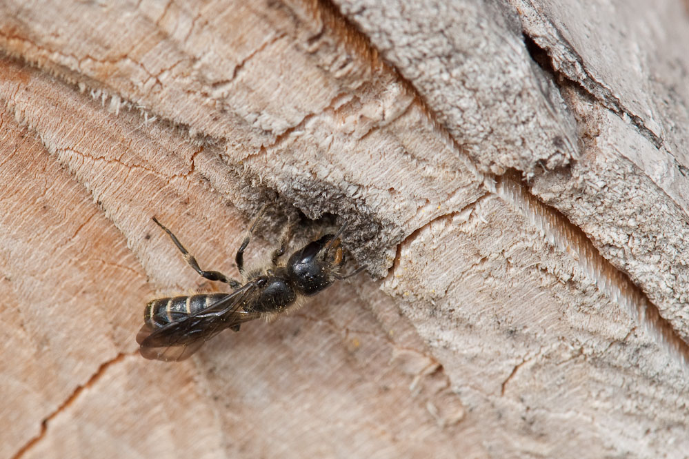 Osmia_florisomnis_fischingen_130508.jpg