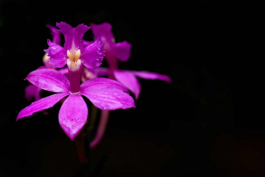 2432015900_cf99392ebf_b.jpg