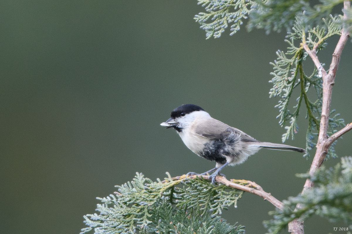 DSC_5726.jpg