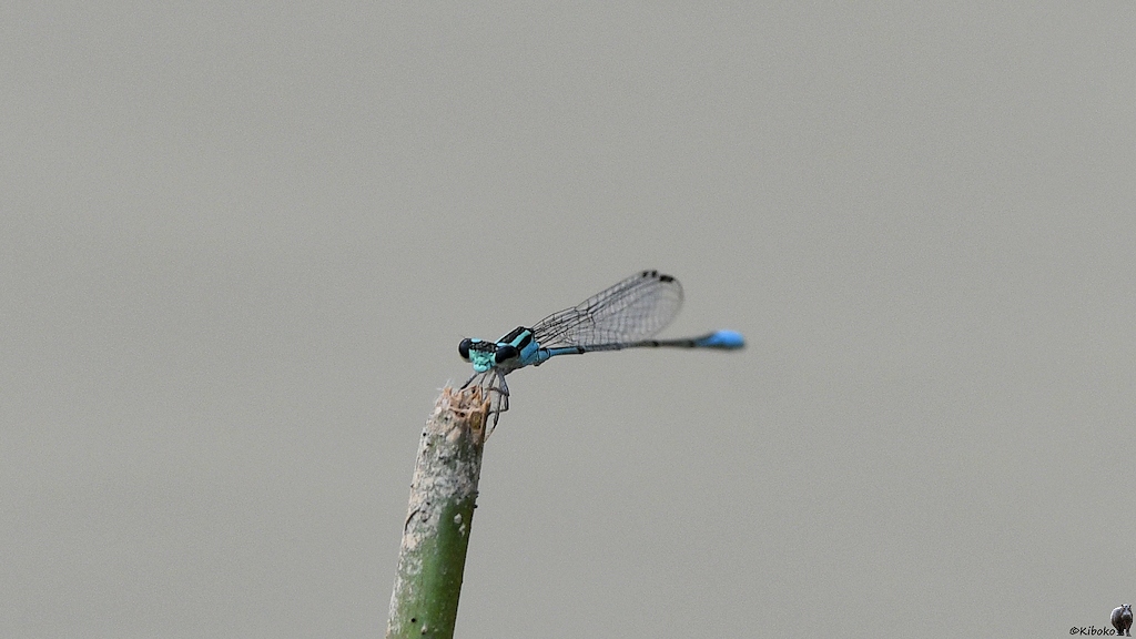 Libelle mit blauem Körper sitzt auf einem Stock