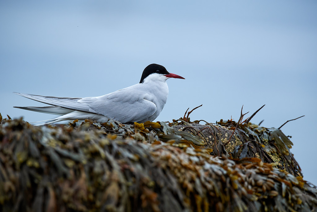 DSC_0823-XL.jpg