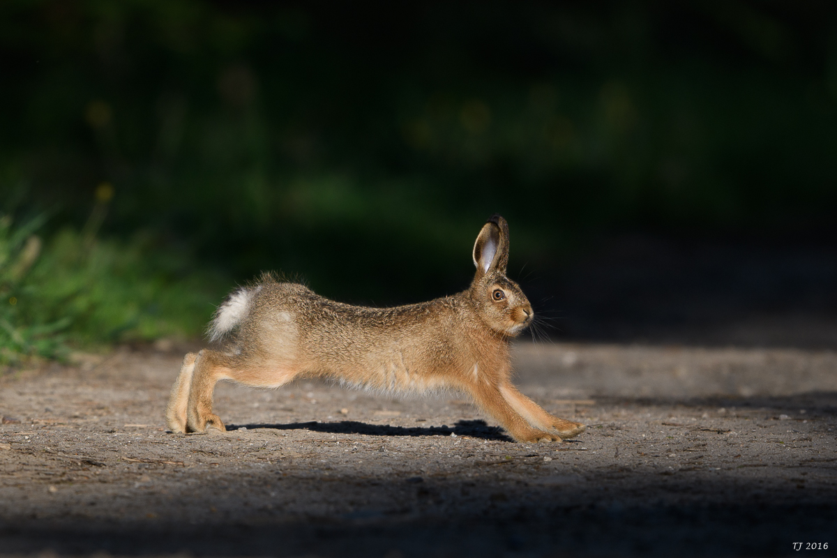 DSC_0597.jpg