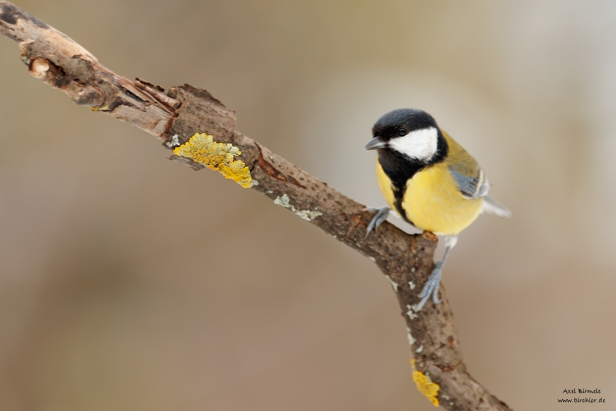 20130127_0045_NX_1200Px.jpg