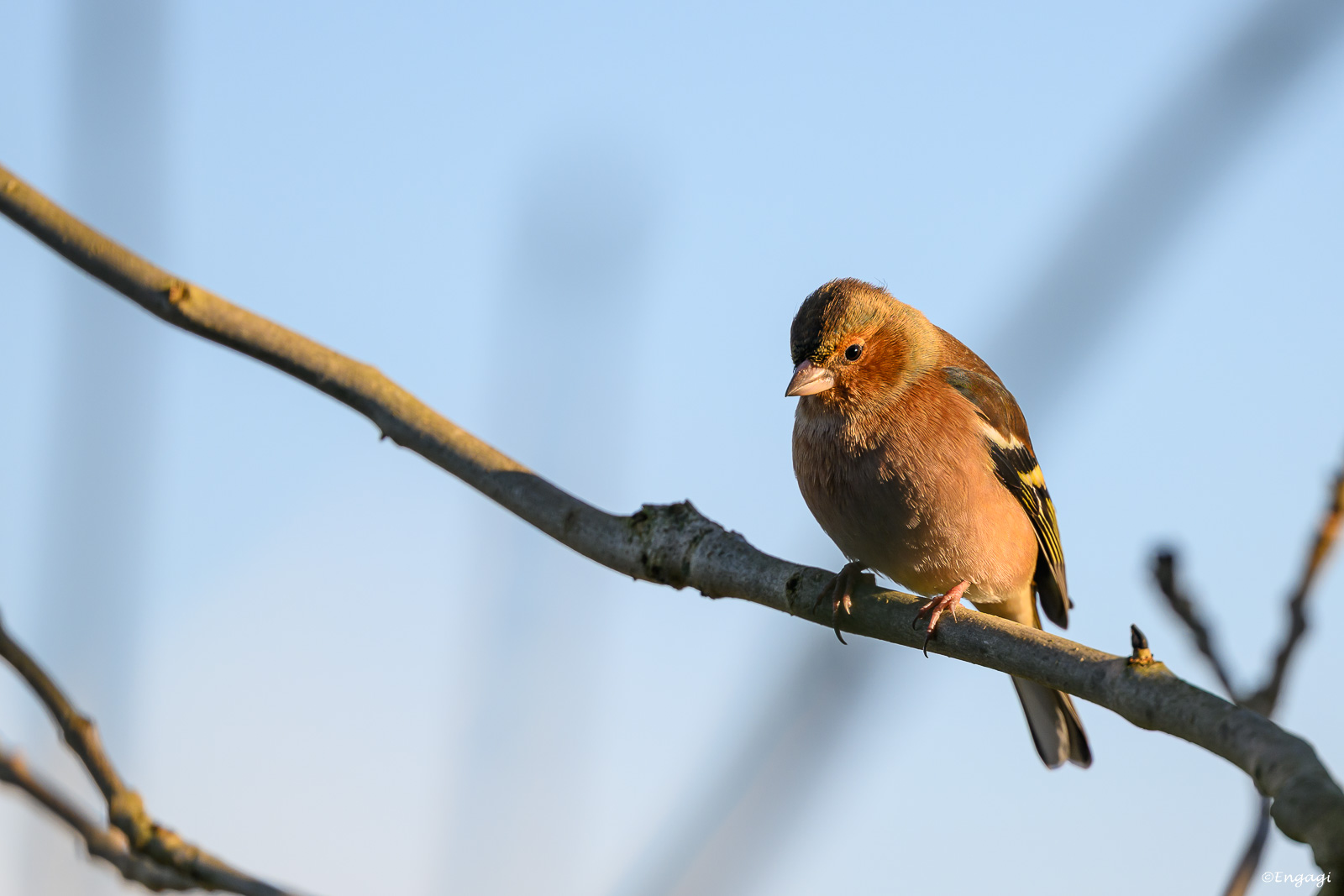 DSC_1763.jpg