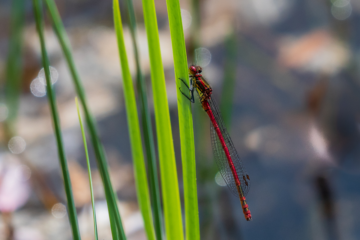20180503_D500_0316NF.jpg