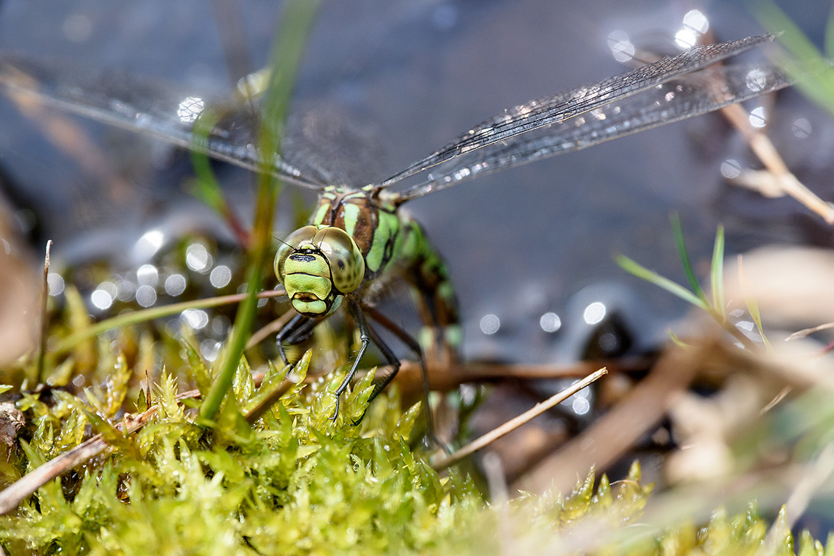 20170928_D810_1629NF.jpg